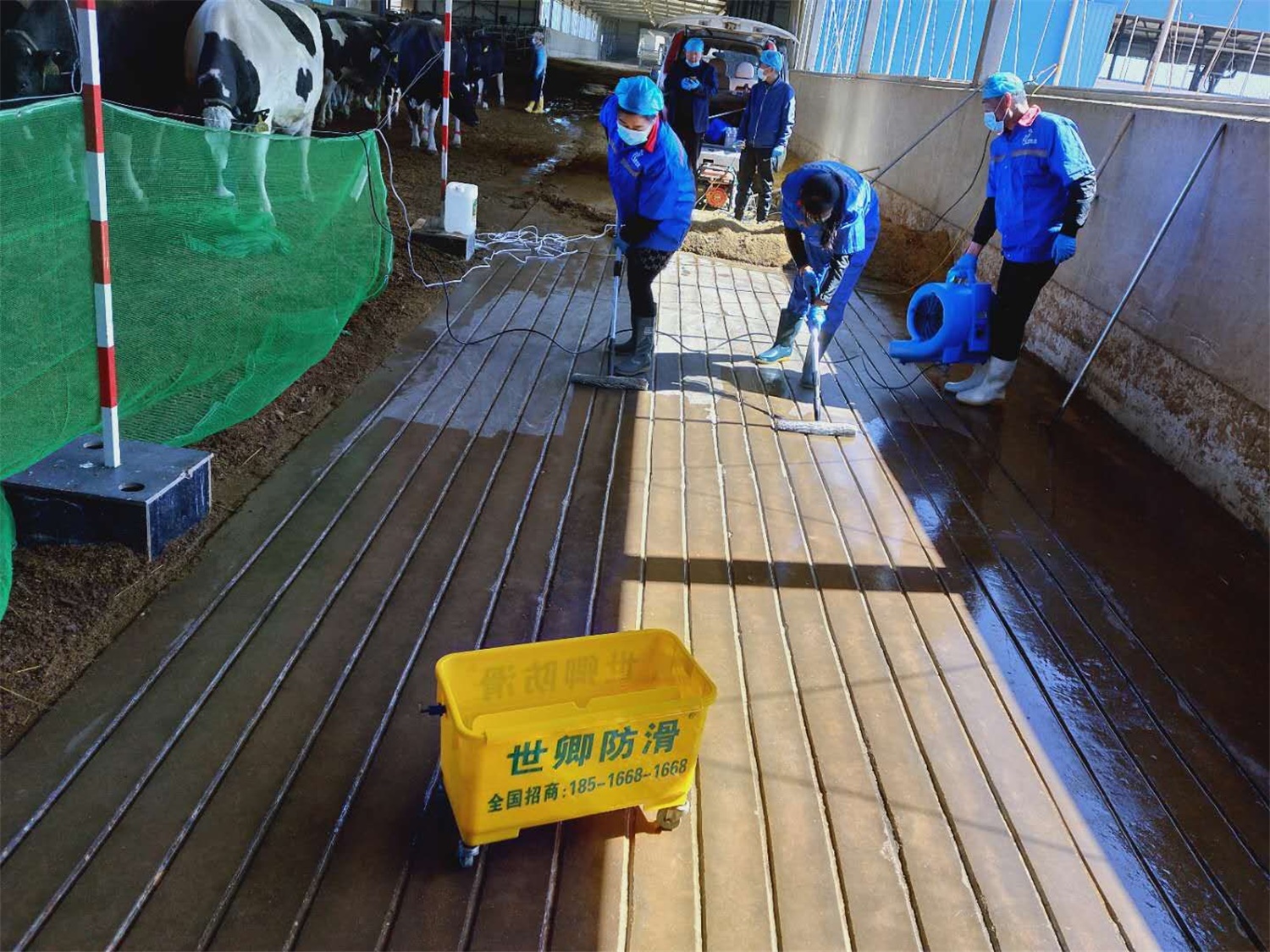 伊利集團奶牛場地面防滑