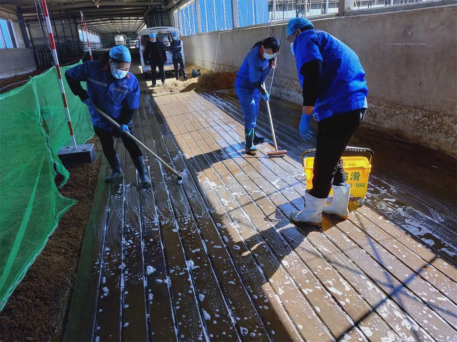 伊利集團奶牛場地面防滑